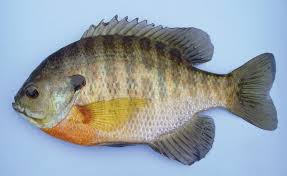 large mouth bass